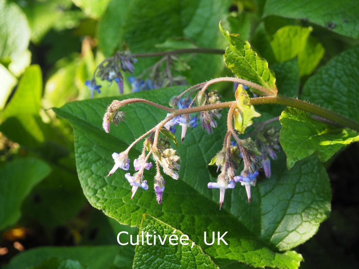 Borage flower